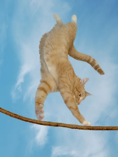 Eine Katze, die fliegen kann Stockbild
