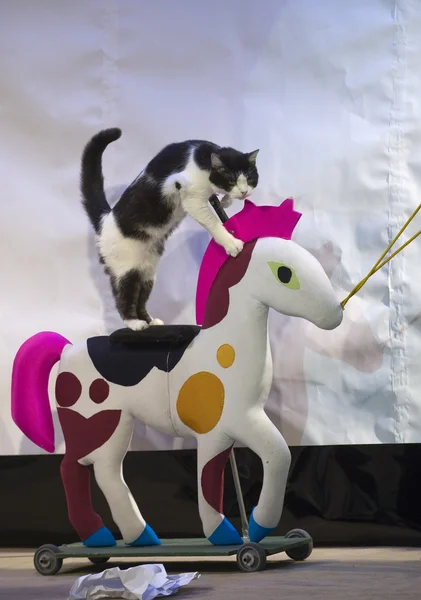 Eine lustige dressierte Katze auf dem Spielzeugpferd lizenzfreie Stockbilder