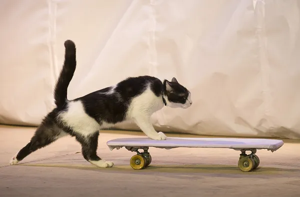 Eine Katze mit einem Skateboard Stockfoto