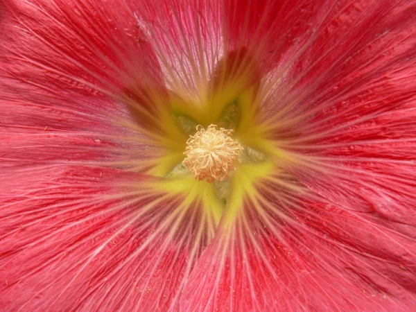Close view of mallow flower — Stock Photo, Image
