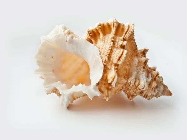 白色背景的贝壳 — 图库照片