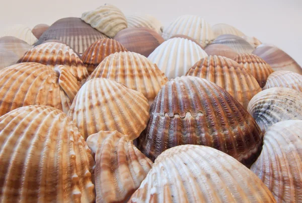 Padrão feito de conchas — Fotografia de Stock