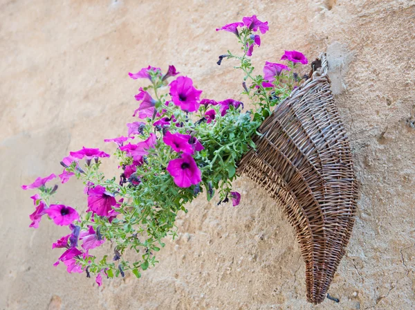 Stock image Velvet flower