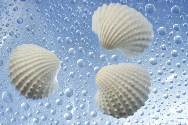Sea cockleshells of white color on a blue background — Stock Photo, Image
