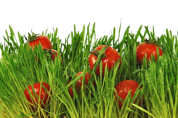 Malá červená rajčata v zelené trávě — Stock fotografie