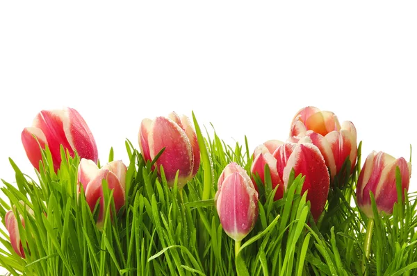 Tulipanes rosados en una hierba verde — Foto de Stock