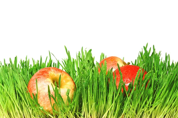 Rode appels in een groene gras — Stockfoto