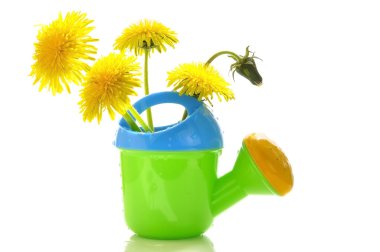 Dandelions in a children's watering can clipart