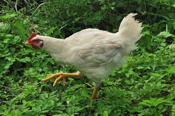 Курица белая — стоковое фото