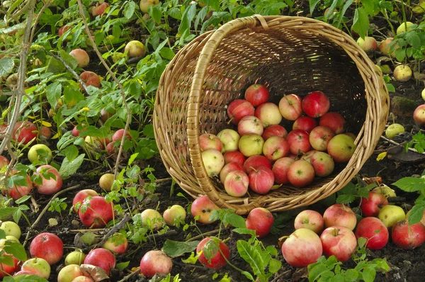 Sepetteki elmalar