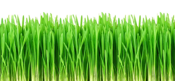 Seamless green grass — Stock Photo, Image