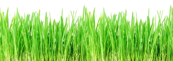 stock image Seamless grass