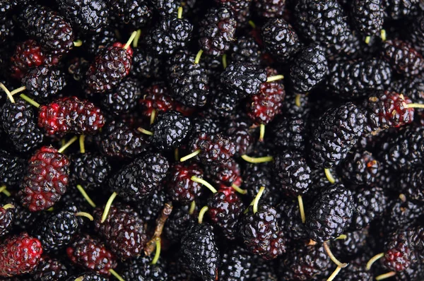 Fresh mulberry — Stock Photo, Image