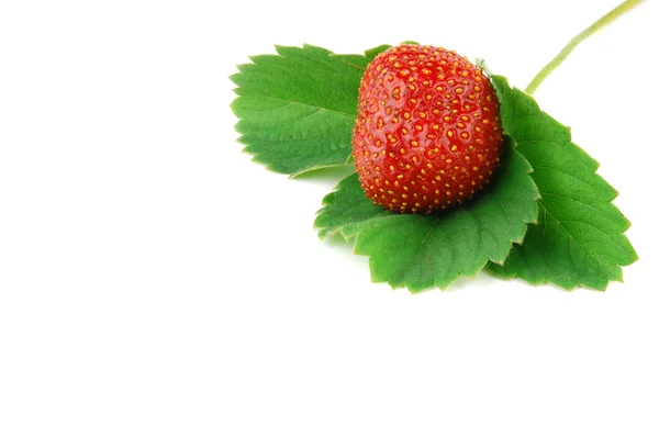 Erdbeer-Makro — Stockfoto