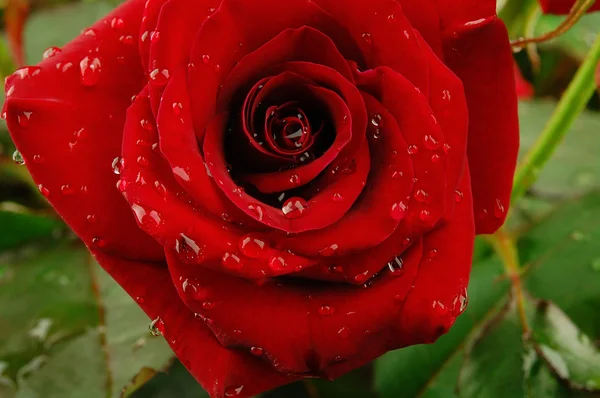 Red rose macro — Stock Photo, Image