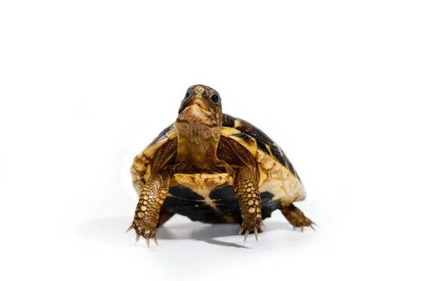 Młodego żółwia — Zdjęcie stockowe