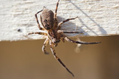 Poisonous spider clipart