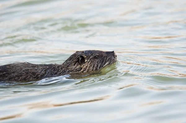 stock image Nutria