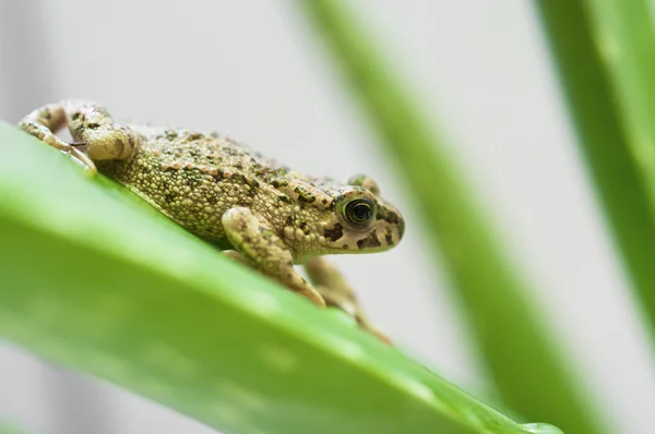 Żaba na liść aloesu — Zdjęcie stockowe