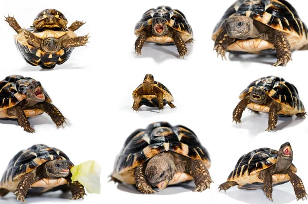 Turtle collage — Zdjęcie stockowe