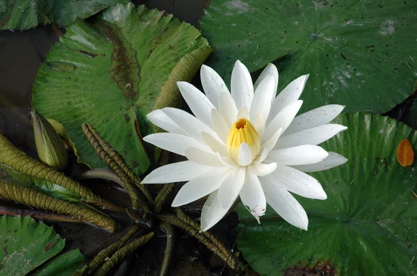 White lotus in a pond — Stock Photo, Image