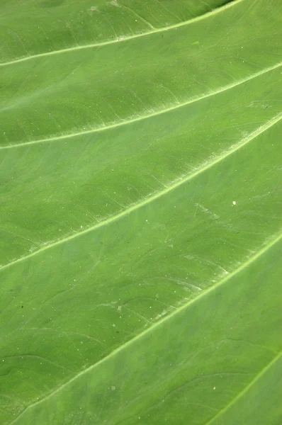 Detalhe da textura da folha de taro — Fotografia de Stock