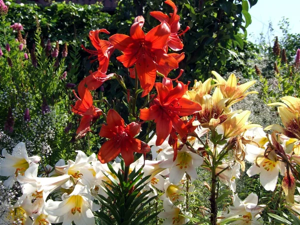 Vackra lily — Stockfoto