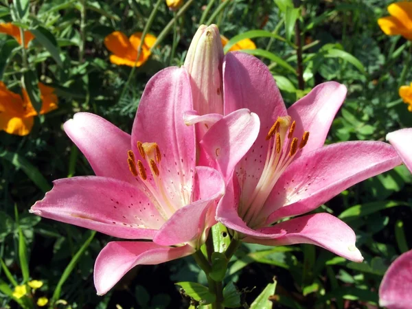 stock image Beautiful lily