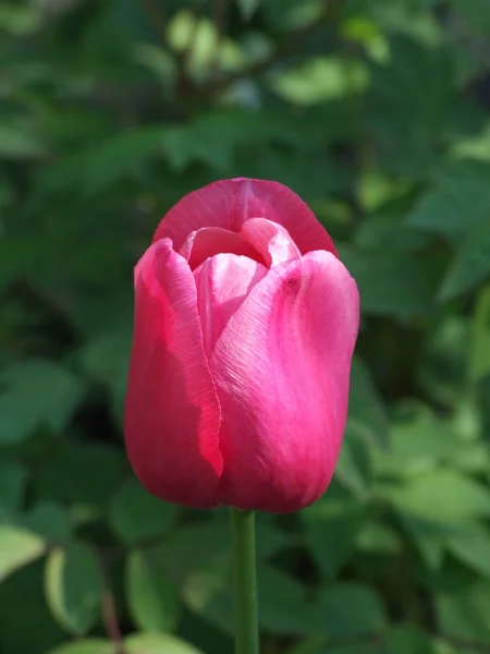 美丽的郁金香 — 图库照片