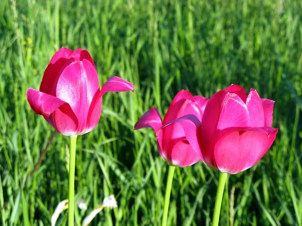 stock image Beautiful tulip