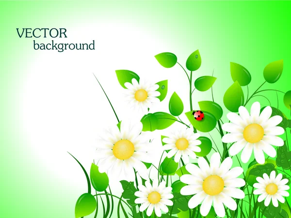 Summer meadow background — Stock Vector