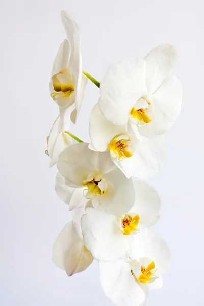 stock image White Orchids