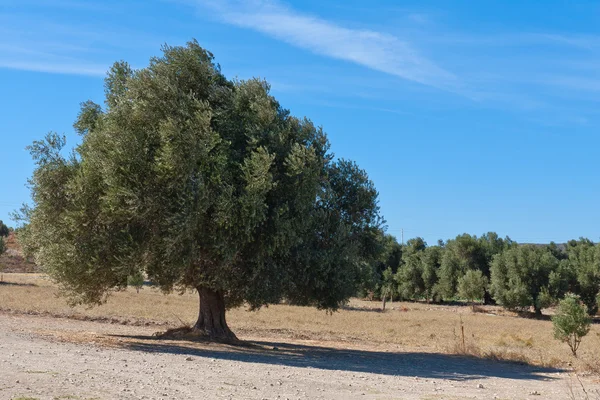 stock image Olive Tree