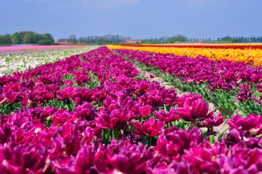 Field Of Tulips clipart