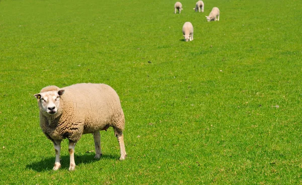 Овцы на зеленом лугу, Нидерланды — стоковое фото