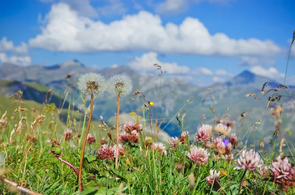 Alpine meadow closeup to the background Großglockner. Austria — Zdjęcie stockowe