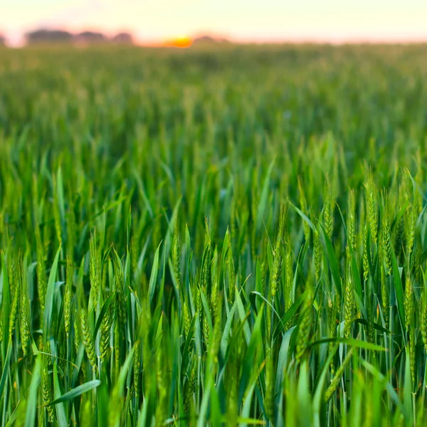 Pšeničné pole na pozadí západu slunce. — Stock fotografie