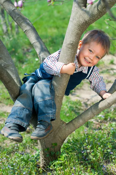 Menino na árvore — Fotografia de Stock