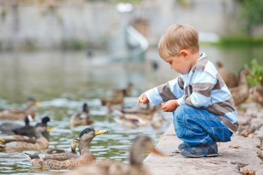 Cute little boy feeding ducks clipart