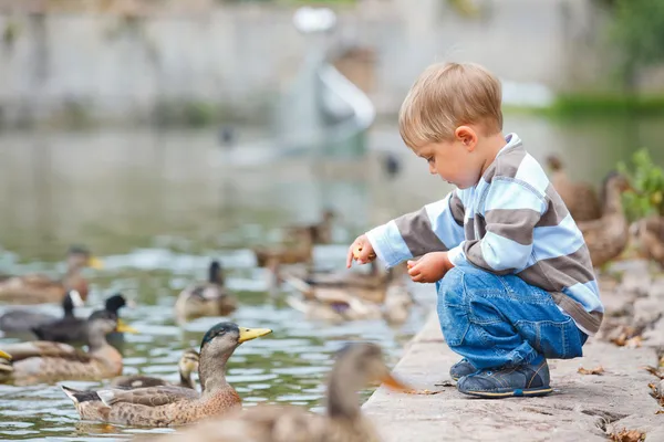 Niedlicher kleiner Junge füttert Enten — Stockfoto