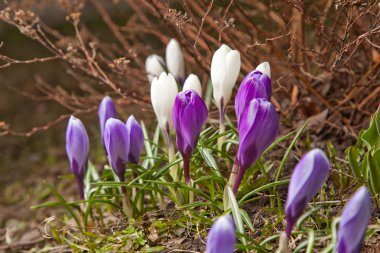 Purple and white crocus