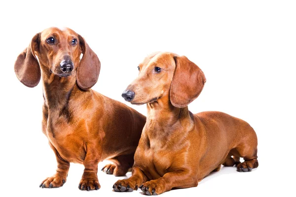 Two Dachshund Dogs isolated over white — Stock Photo, Image