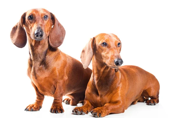 Two Dachshund Dogs isolated over white — Stock Photo, Image