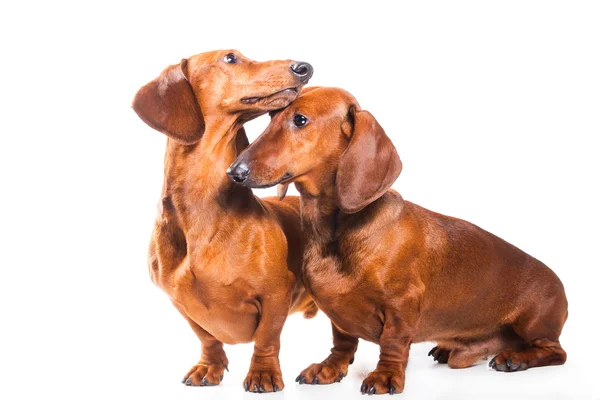 Twee Teckel honden geïsoleerd over Wit — Stockfoto