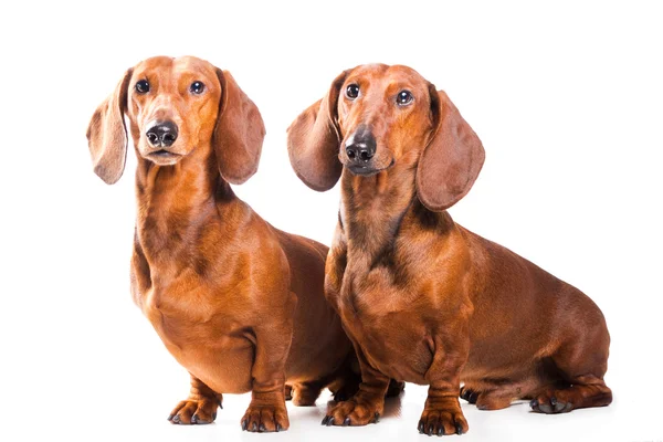 Twee Teckel honden geïsoleerd over Wit — Stockfoto