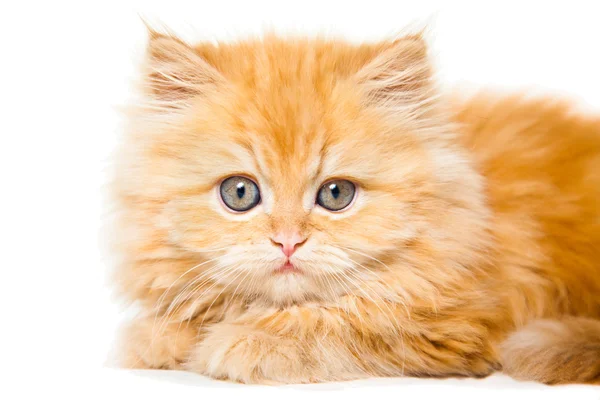 Gatito persa rojo sobre blanco aislado —  Fotos de Stock
