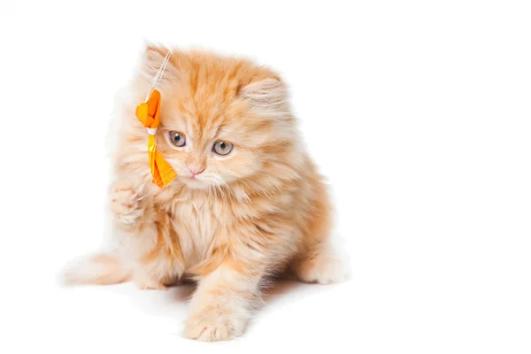 Red persian kitten playing with yellow bow — Stock Photo, Image