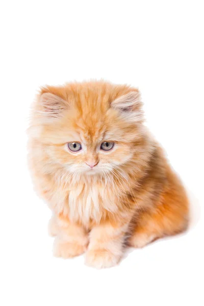 Izole beyaz üzerine kırmızı Farsça kedi yavrusu — Stok fotoğraf