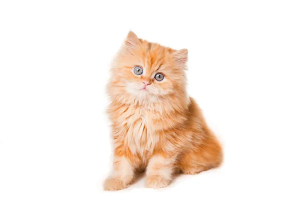 Red persian kitten on isolated white — Stock Photo, Image