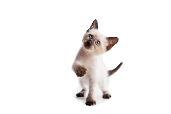 Сиамский котенок на белом — стоковое фото